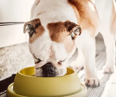 5 alimentos humanos comuns que são tóxicos para seu cão ou gato - Imagem