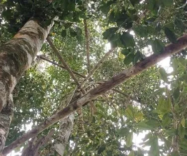 Baixo Sul baiano mantém protagonismo nacional na produção  de cravo-da-índia - Imagem