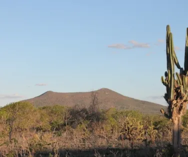 Caatinga captura 50% de carbono e Bahia vira chave contra mudança clima - Imagem