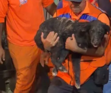Cachorro é resgatado com vida após 35 horas sob escombros de explosão - Imagem