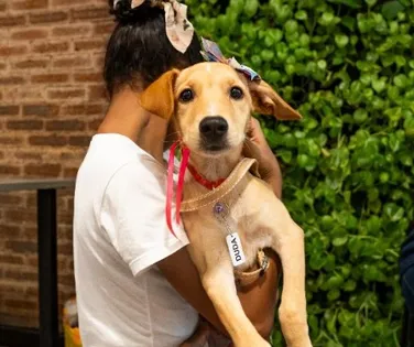 Evento natalino reúne pets para adoção responsável - Imagem