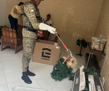 Família encontra sariguês em caixa de enfeites natalinos em Salvador - Imagem