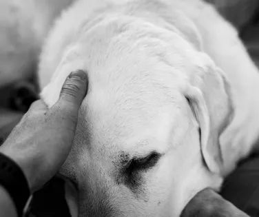 Luto por pets ainda é uma dor silenciosa acolhida por poucos - Imagem