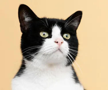 Mulheres gastam fortuna em disputa judicial pela guarda de gato - Imagem