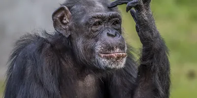 Sertanejo confessa que quase teve parte íntimas mordidas por chimpanzé - Imagem