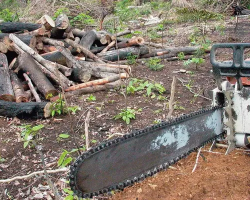 Entre avanços e impasses: agro chega forte à COP 30, mas falha no básico - Imagem