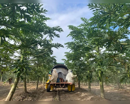 Estudo da Embrapa na COP30: 65,6% do Brasil é preservação nativa - Imagem