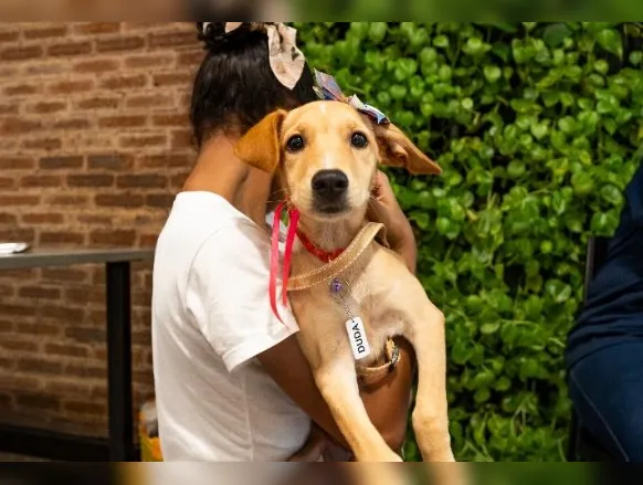 Evento natalino reúne pets para adoção responsável - Imagem