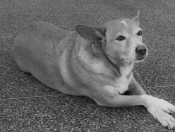 Morre Madonna, cadelinha famosa de universidade baiana - Imagem