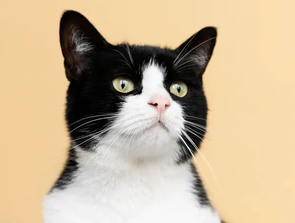 Mulheres gastam fortuna em disputa judicial pela guarda de gato - Imagem