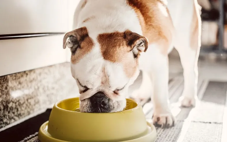 5 alimentos humanos comuns que são tóxicos para seu cão ou gato - Imagem