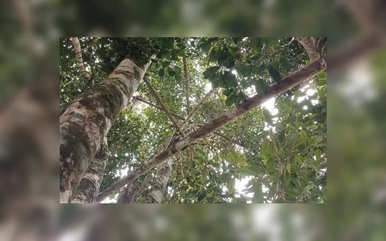 Baixo Sul baiano mantém protagonismo nacional na produção  de cravo-da-índia - Imagem