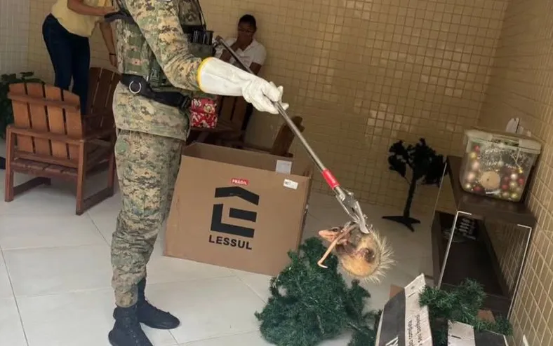 Família encontra sariguês em caixa de enfeites natalinos em Salvador - Imagem