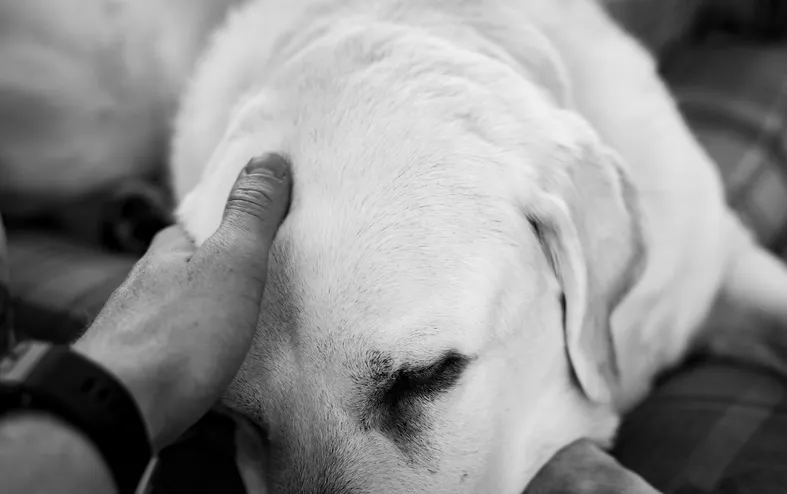 Luto por pets ainda é uma dor silenciosa acolhida por poucos - Imagem