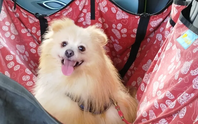 Pet no colo ou na janela é multa gravíssima; veja como viajar com segurança - Imagem