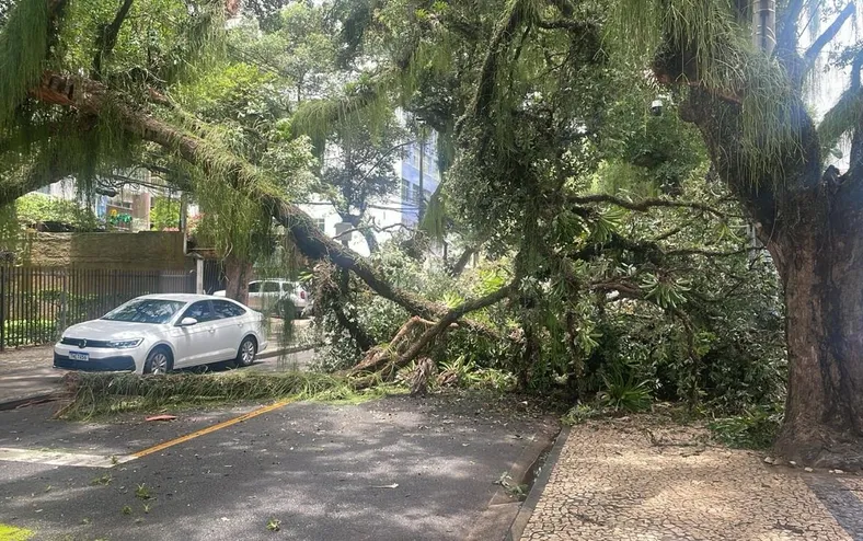 Queda de galho interdita trânsito no Corredor da Vitória - Imagem