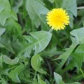 A verdinha que limpa o fígado e reduz o inchaço naturalmente imagem