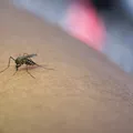 Adeus, repelente! Saiba qual país do mundo não tem mosquitos imagem