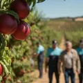 Agricultor pode pagar R$ 1 milhão por plantar fruta “proibida” imagem