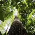 Alerta: biomas brasileiros estão chegando a limite sem volta imagem