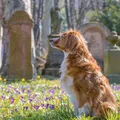 Animais de estimação poderão ser sepultados no jazigo dos donos imagem