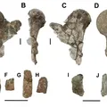 Animal pré-histórico de 5 toneladas é descoberto no Nordeste imagem