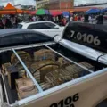 Aves silvestres comercializadas ilegalmente são resgatadas na RMS imagem