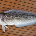 Bacalhau caro? Descubra o peixe ideal para as receitas de fim de ano imagem