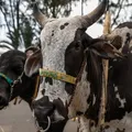 Bolsonaro foi o mais difícil de ser domado: saiba como os bois são adestrados imagem