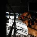 CFMV confirma: Fenagro 2025 cumpre rigor sanitário e legalidade animal imagem