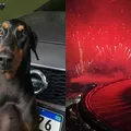 Cachorro de cantor morre durante final da Libertadores: “Ação irresponsável" imagem