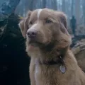 Cachorro é indicado a prêmio de cinema pela primeira vez na história imagem