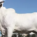 Cantor sertanejo compra vaca avaliada em mais de R$ 50 milhões imagem
