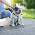 Carrapatos e desidratação: confira dicas da veterinária para cuidados com seu pet no verão imagem