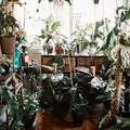 Casa fresca no verão: cinco plantas que ajudam a baixar a temperatura imagem