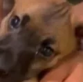 Caso de raiva em cachorro em Salvador após 20 anos é descartado imagem