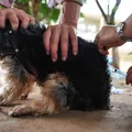 Caso de raiva reaparece em Salvador após 20 anos sem registro imagem