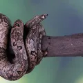 Cobra que mais pica no Brasil pode ser encontrada na Bahia imagem