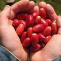 Com essa fruta, tudo azedo fica doce; saiba qual imagem
