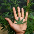 Distúrbio ligado à cannabis pode durar dias e levar ao hospital imagem