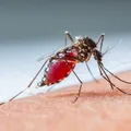 Do quintal à UTI: a picada de mosquito que quase matou um homem imagem