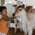 Domingão imperdível! Fenagro fecha edição com shows, animais, aventura e clima natalino imagem