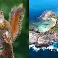 Esquilos invadem paraíso nordestino e surpreendem moradores e turistas imagem