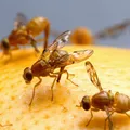 Essa pequena mosca pode mudar um problema que afeta frutas do seu dia a dia imagem