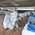 Fenagro 2025 abre as portas com mais de 3 mil animais prontos para exposição imagem
