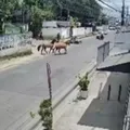 Homem é atropelado por cavalos em Feira de Santana imagem