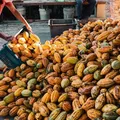 Ilhéus é reconhecida como capital nacional do cacau e do chocolate imagem