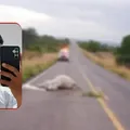 Jovem colide com vaca e morre na BR-324; animal também não resistiu imagem