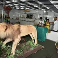 Leão, vísceras e ciência: museu mostra como são os animais por dentro imagem