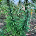 Mais de 22 mil pés de maconha são destruídos na Bahia imagem